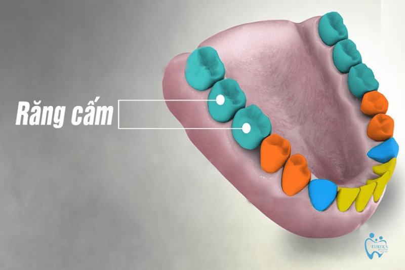 Răng cấm là răng nào? Cách phân biệt răng cấm và răng khôn